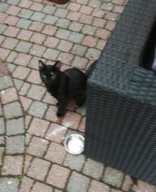 Kat Puma is vermist 