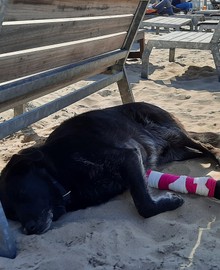 Bakfiets voor hond