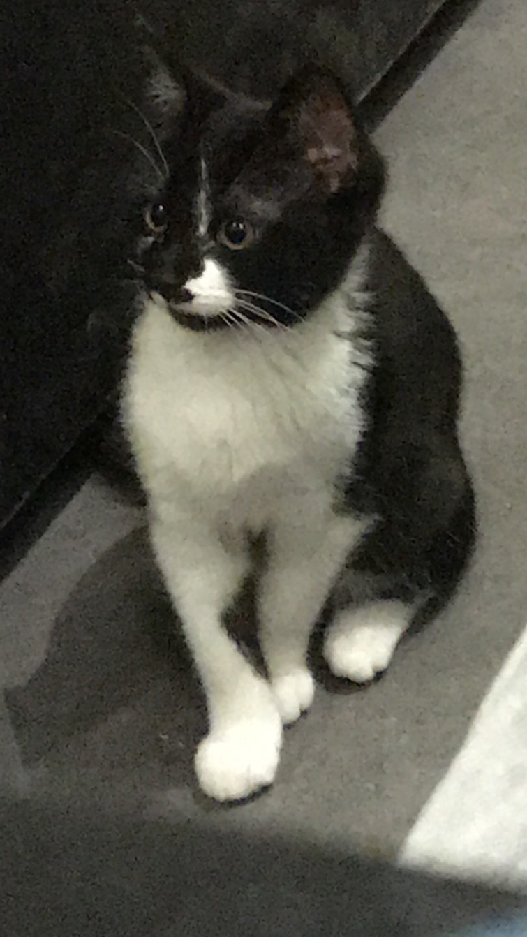 Katten te leen
