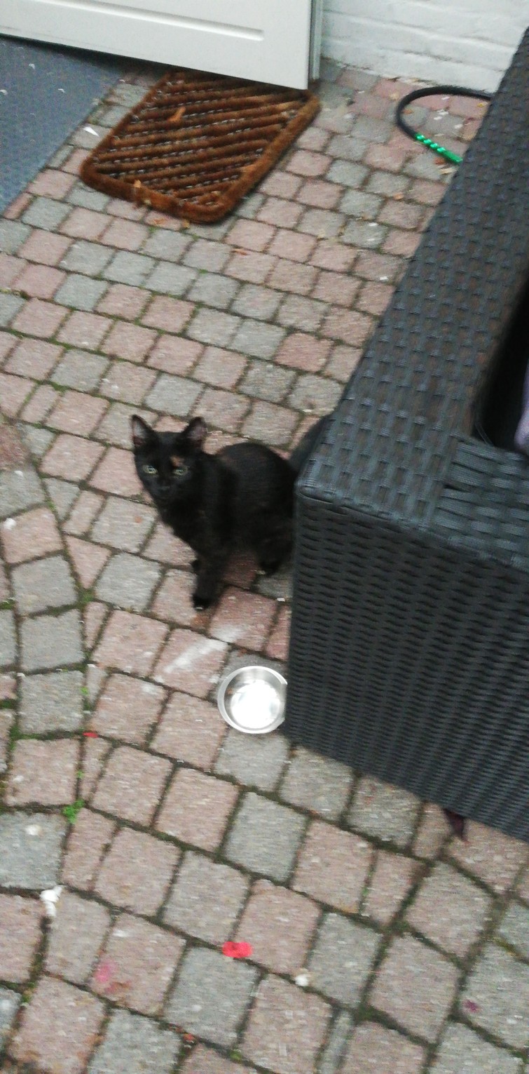 Kat Puma is vermist