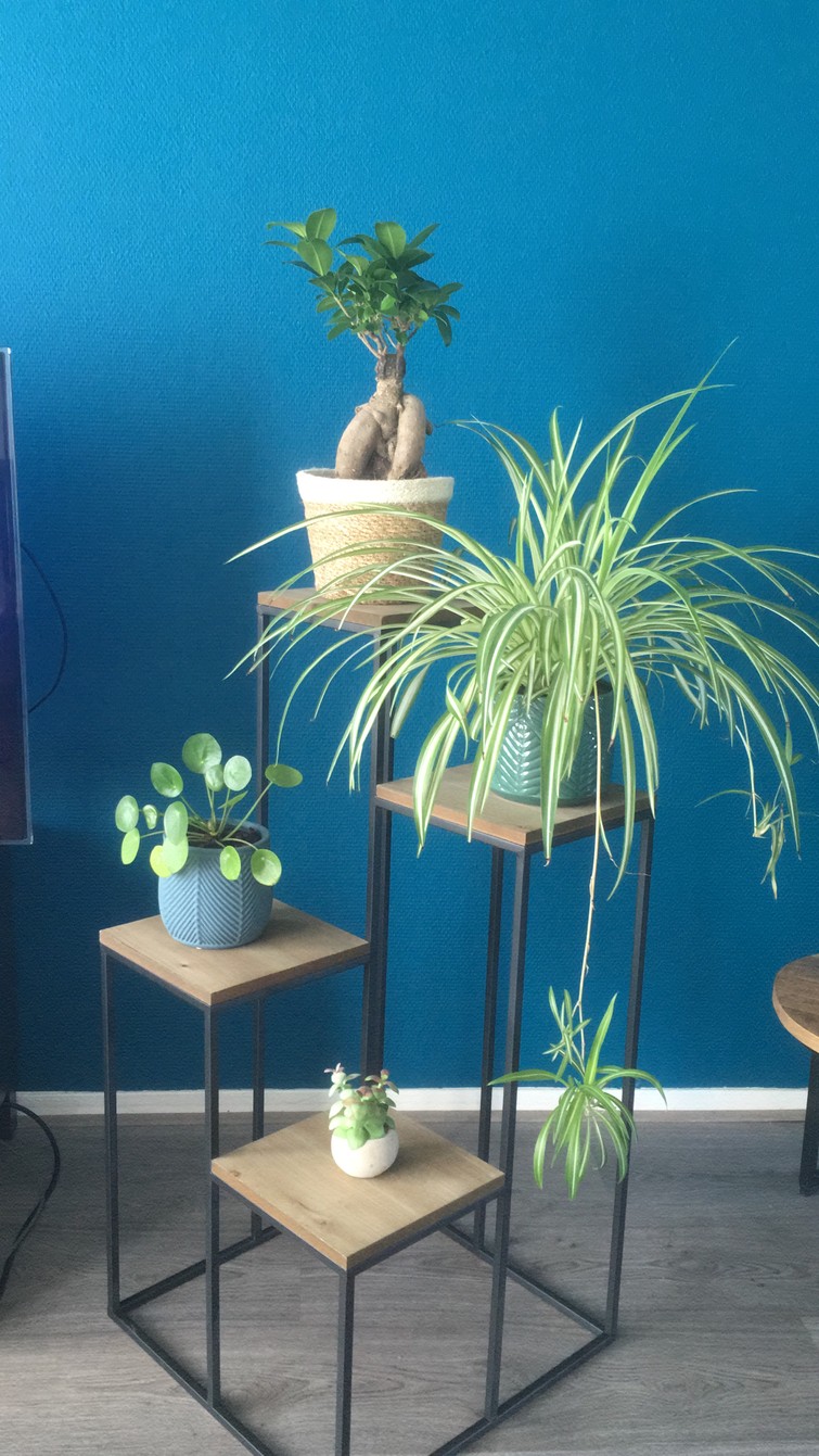 Planten oppas