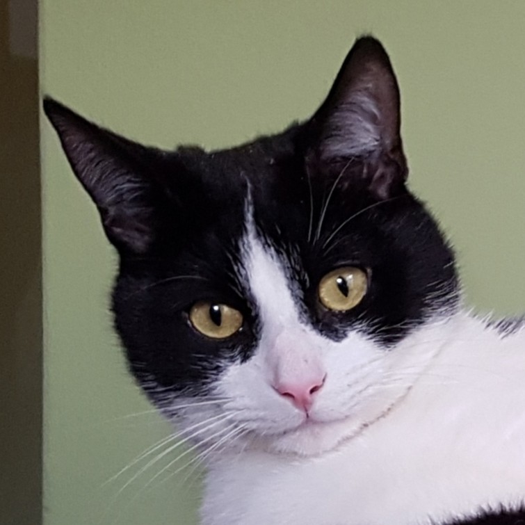 Bert mijn kat is vermist !
